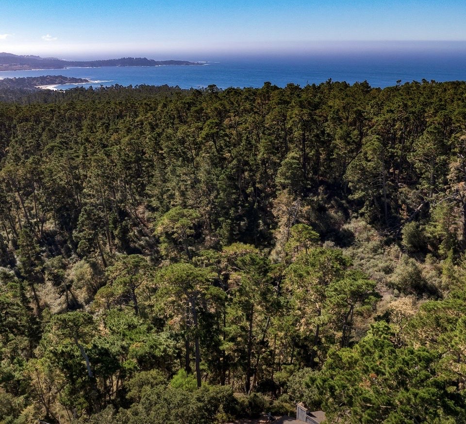 Forest Surroundings
